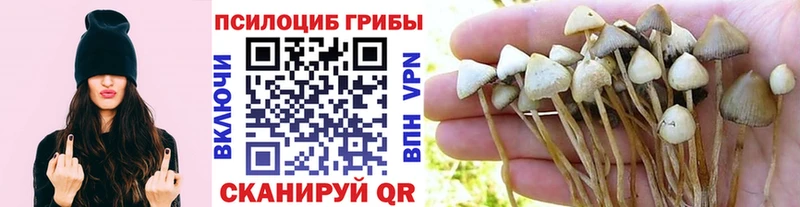 Купить закладки  Ардон  Псилоцибиновые грибы GOLDEN TEACHER 